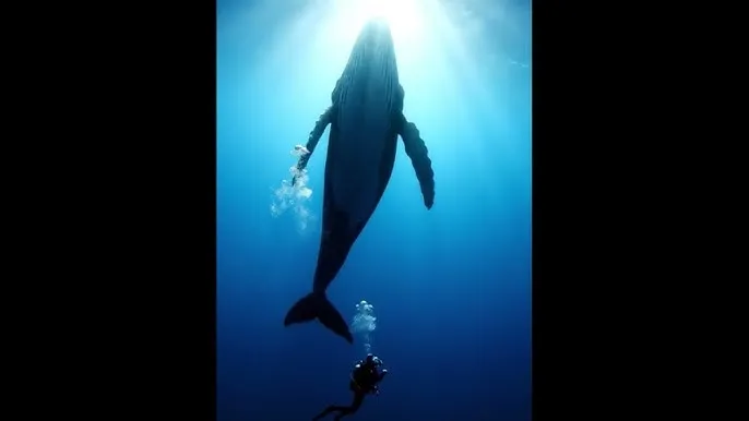 qvod 成快播人电影 - 深蓝星球：探索海洋深处的未知世界